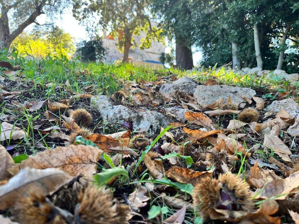 Il Trullo E Il Fortino Alberobello Bagian luar foto